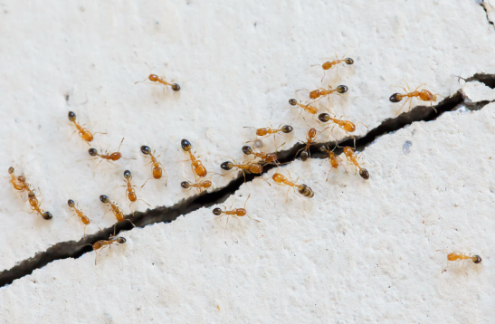 How to Get Rid of Ants in Your House: A Complete Guide