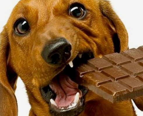 What Happens If a Dog Eats Chocolate?